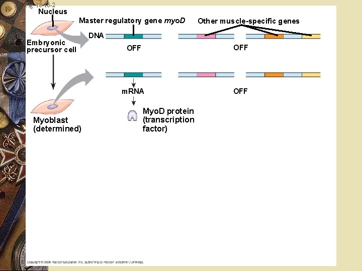 Fig. 18 -16 -2 Nucleus Master regulatory gene myo. D Embryonic precursor cell Myoblast