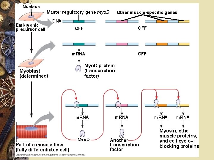 Fig. 18 -16 -3 Nucleus Master regulatory gene myo. D Embryonic precursor cell Other