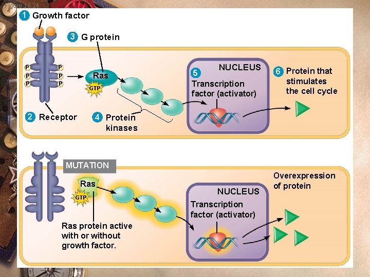 Figure 18. 24 1 Growth factor 3 G protein P P P Ras GTP