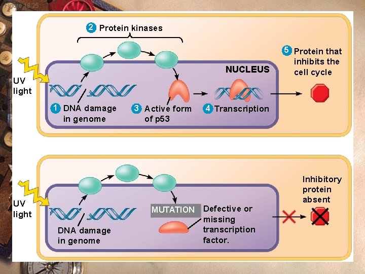 Figure 18. 25 2 Protein kinases 5 Protein that NUCLEUS UV light 1 DNA