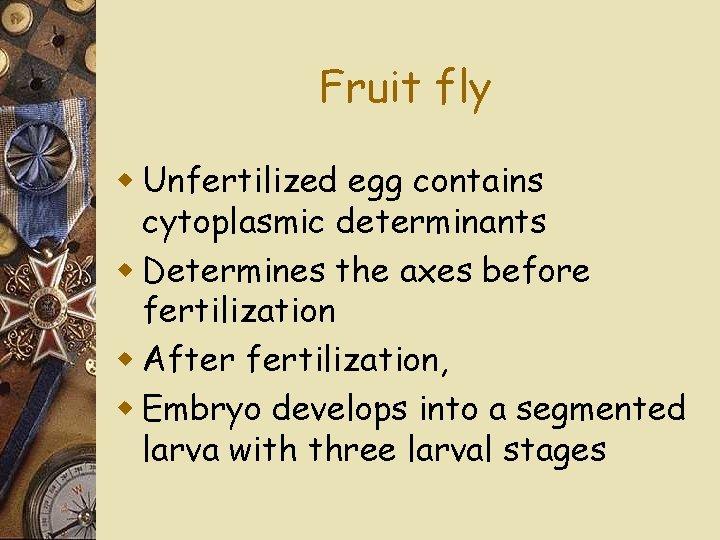 Fruit fly w Unfertilized egg contains cytoplasmic determinants w Determines the axes before fertilization