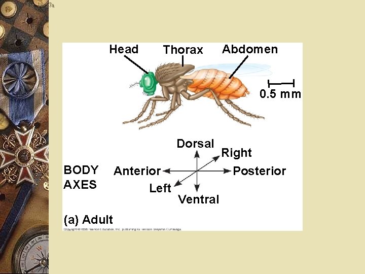 Fig. 18 -17 a Head Thorax Abdomen 0. 5 mm Dorsal BODY AXES (a)