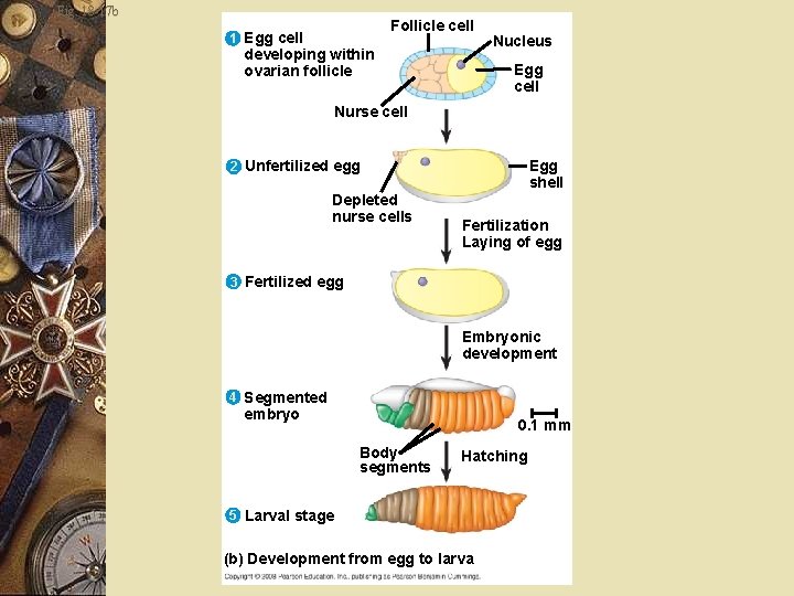 Fig. 18 -17 b Follicle cell 1 Egg cell developing within ovarian follicle Nucleus