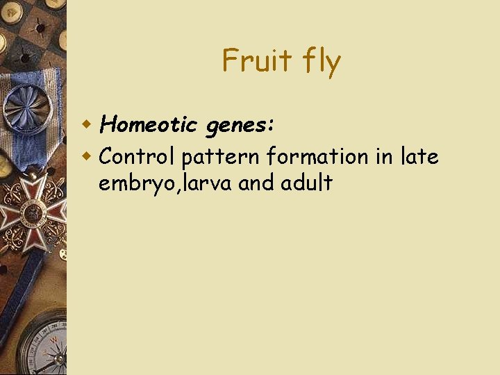 Fruit fly w Homeotic genes: w Control pattern formation in late embryo, larva and