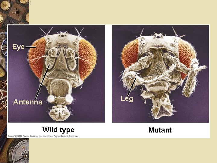 Fig. 18 -18 Eye Leg Antenna Wild type Mutant 