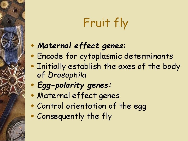 Fruit fly w Maternal effect genes: w Encode for cytoplasmic determinants w Initially establish