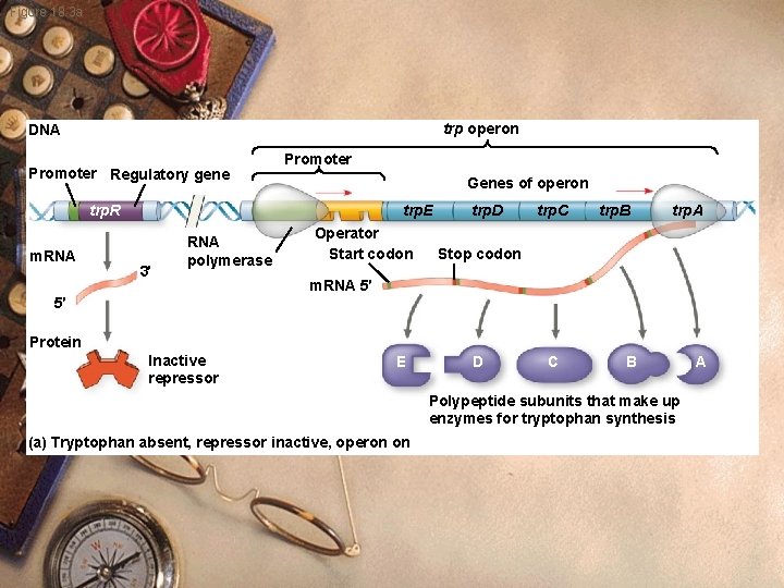 Figure 18. 3 a trp operon DNA Promoter Regulatory gene Promoter Genes of operon