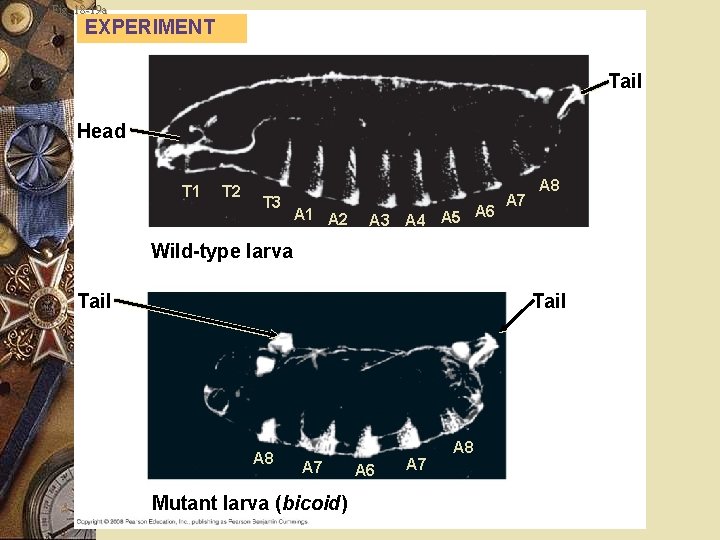 Fig. 18 -19 a EXPERIMENT Tail Head T 1 T 2 T 3 A