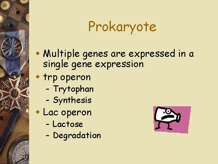 Prokaryote w Multiple genes are expressed in a single gene expression w trp operon