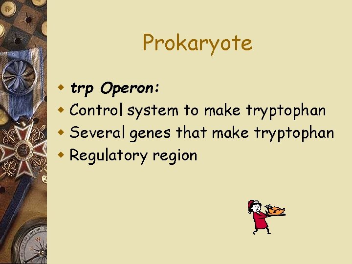 Prokaryote w trp Operon: w Control system to make tryptophan w Several genes that