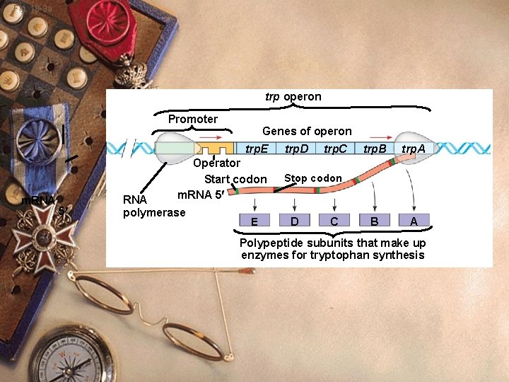 Fig. 18 -3 a trp operon Promoter Genes of operon trp. E m. RNA