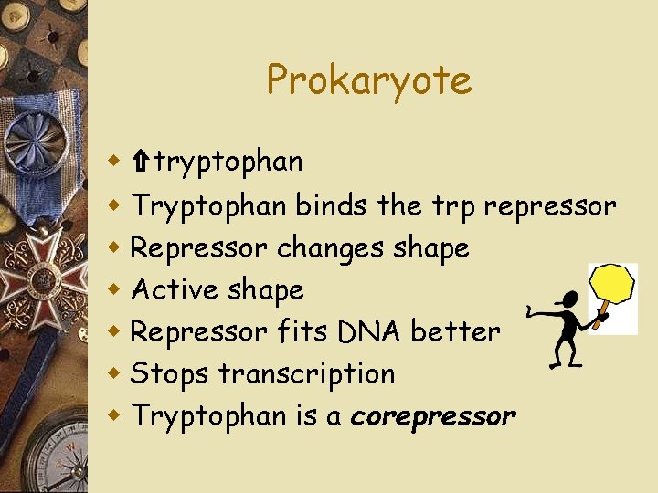 Prokaryote w ⇧tryptophan w Tryptophan binds the trp repressor w Repressor changes shape w