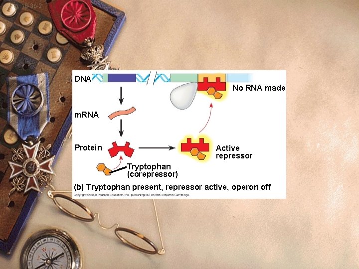 Fig. 18 -3 b-2 DNA No RNA made m. RNA Protein Active repressor Tryptophan