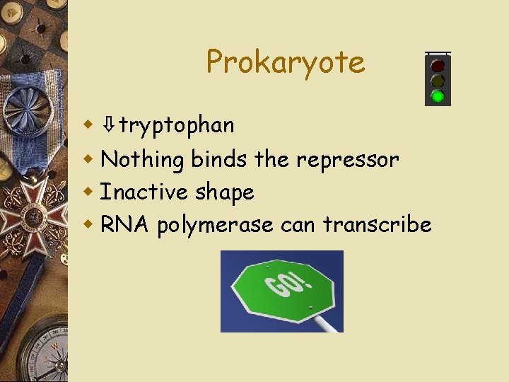 Prokaryote w ⇩tryptophan w Nothing binds the repressor w Inactive shape w RNA polymerase