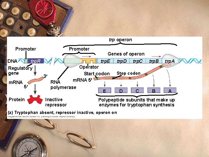 Fig. 18 -3 a trp operon Promoter DNA trp. R Regulatory gene m. RNA