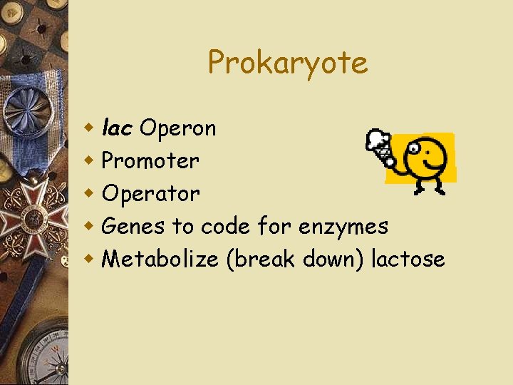 Prokaryote w lac Operon w Promoter w Operator w Genes to code for enzymes