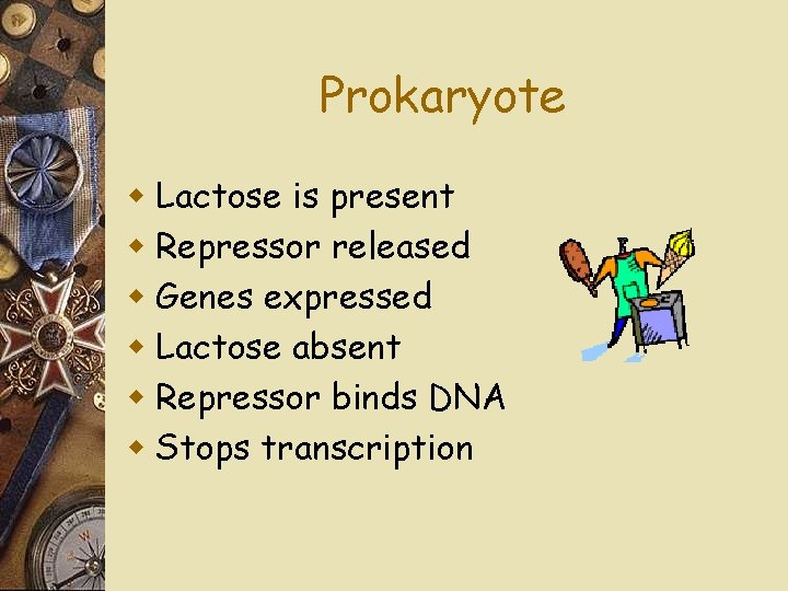 Prokaryote w Lactose is present w Repressor released w Genes expressed w Lactose absent