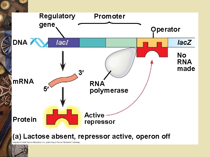 Fig. 18 -4 a Regulatory gene Promoter Operator lac. I DNA lac. Z No