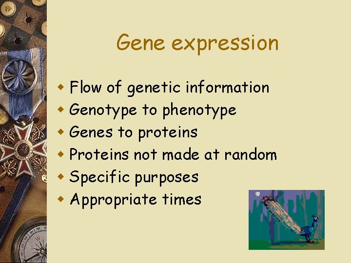 Gene expression w Flow of genetic information w Genotype to phenotype w Genes to