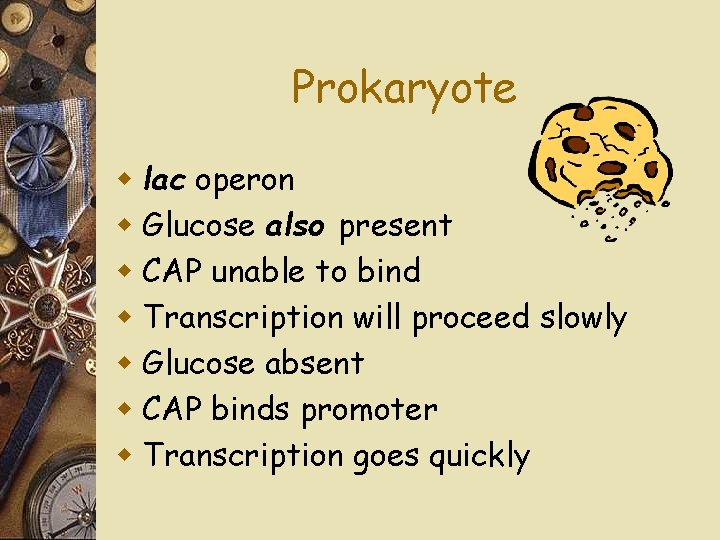 Prokaryote w lac operon w Glucose also present w CAP unable to bind w