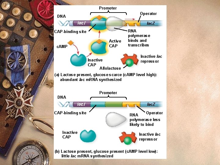 Figure 18. 5 Promoter Operator DNA lac I lac. Z CAP-binding site Active CAP