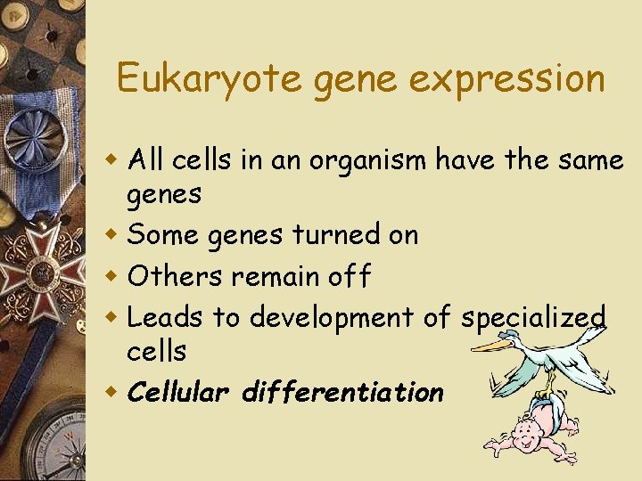 Eukaryote gene expression w All cells in an organism have the same genes w