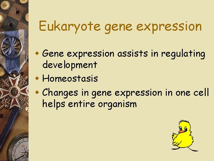 Eukaryote gene expression w Gene expression assists in regulating development w Homeostasis w Changes