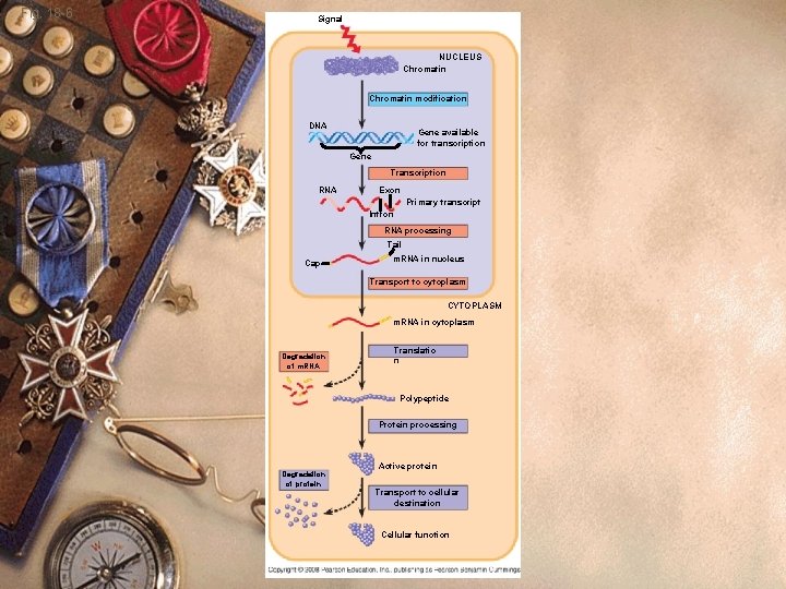 Fig. 18 -6 Signal NUCLEUS Chromatin modification DNA Gene available for transcription Gene Transcription