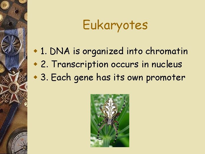 Eukaryotes w 1. DNA is organized into chromatin w 2. Transcription occurs in nucleus