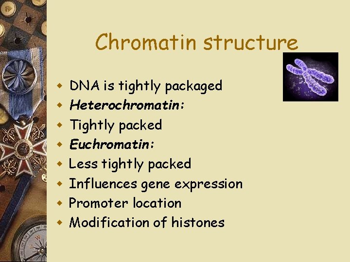 Chromatin structure w w w w DNA is tightly packaged Heterochromatin: Tightly packed Euchromatin: