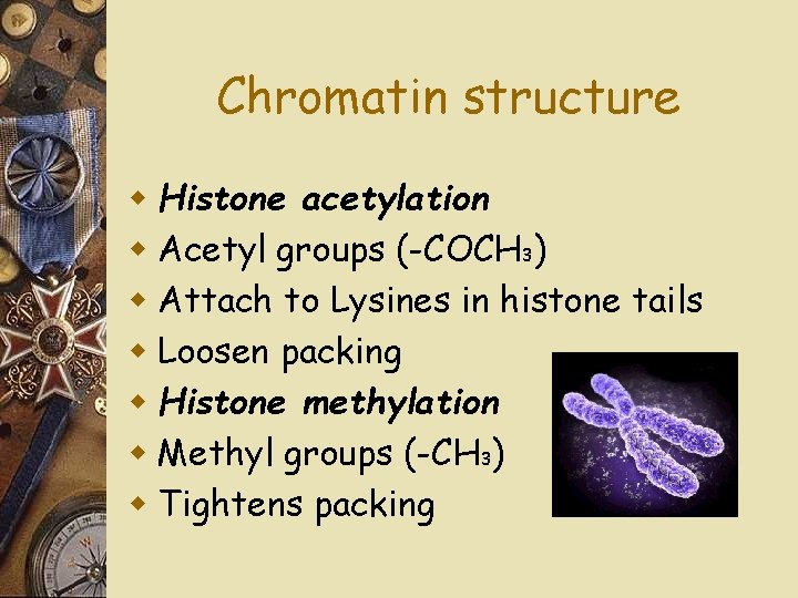 Chromatin structure w Histone acetylation w Acetyl groups (-COCH 3) w Attach to Lysines