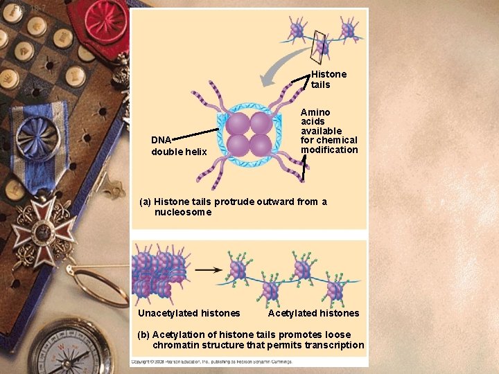 Fig. 18 -7 Histone tails DNA double helix Amino acids available for chemical modification