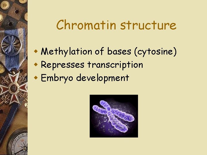Chromatin structure w Methylation of bases (cytosine) w Represses transcription w Embryo development 