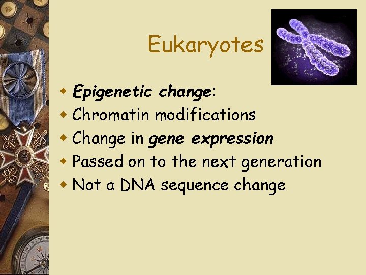 Eukaryotes w Epigenetic change: w Chromatin modifications w Change in gene expression w Passed