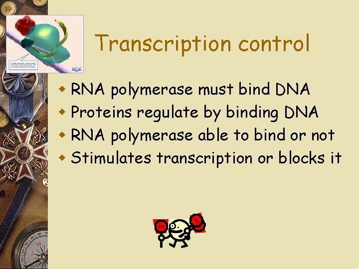 Transcription control w RNA polymerase must bind DNA w Proteins regulate by binding DNA