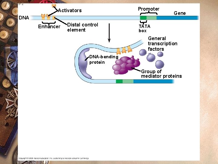 Fig. 18 -9 -2 Promoter Activators DNA Enhancer Distal control element Gene TATA box