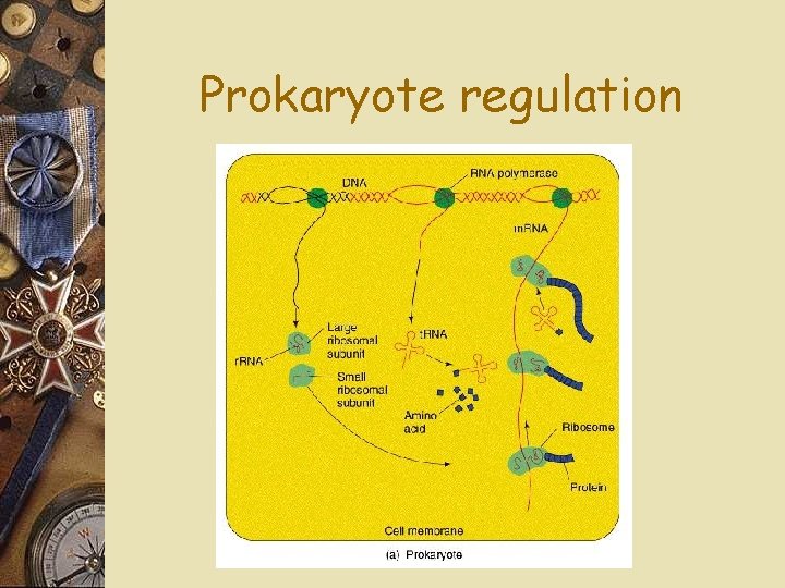 Prokaryote regulation 
