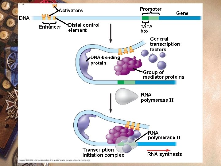 Fig. 18 -9 -3 Promoter Activators DNA Enhancer Distal control element Gene TATA box