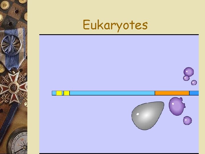 Eukaryotes 