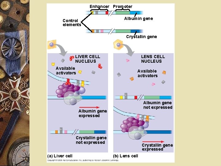 Fig. 18 -10 Enhancer Promoter Control elements Albumin gene Crystallin gene LIVER CELL NUCLEUS