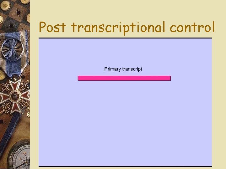 Post transcriptional control 