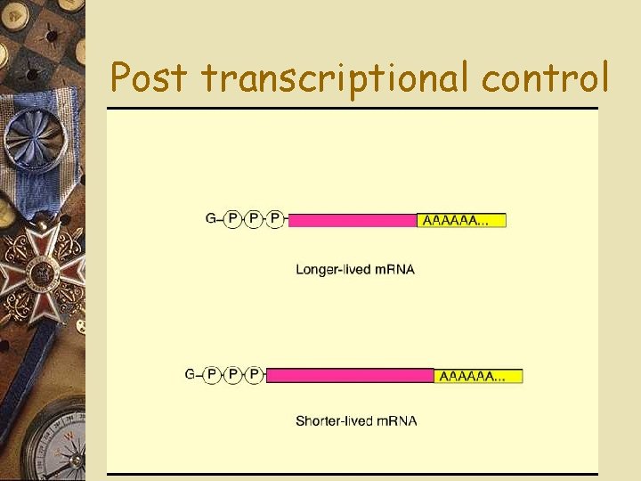 Post transcriptional control 