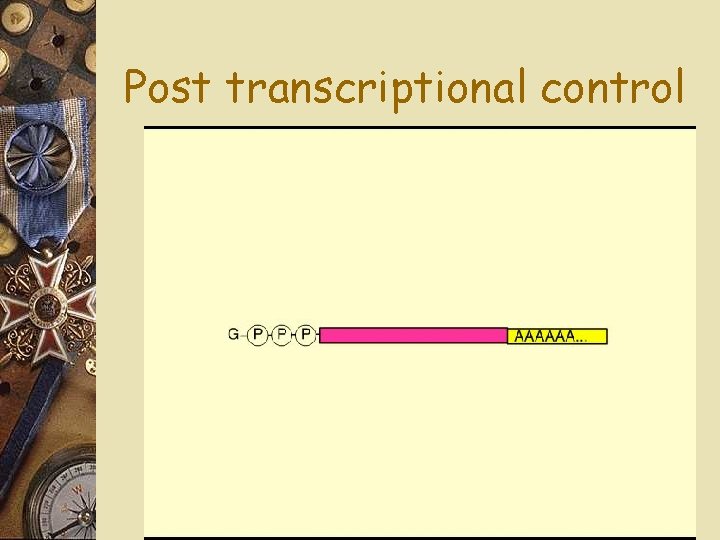 Post transcriptional control 