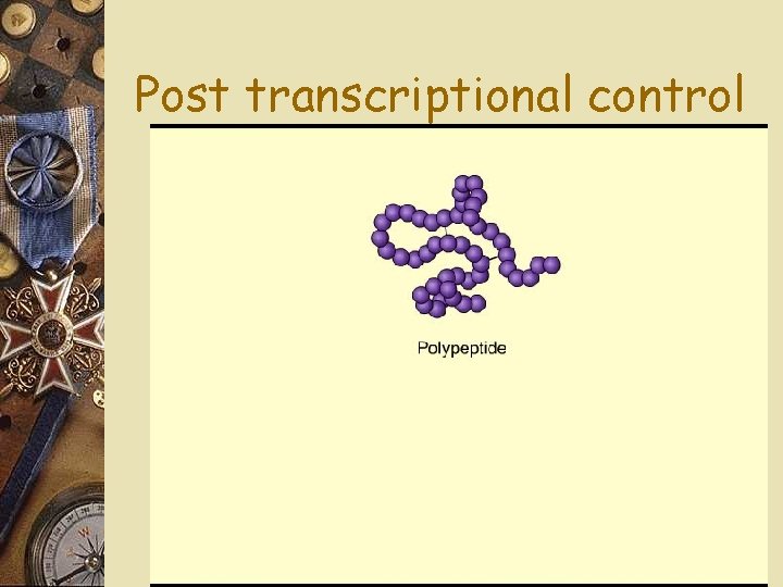 Post transcriptional control 