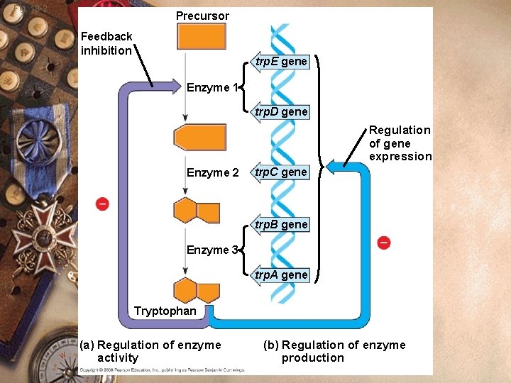 Fig. 18 -2 Precursor Feedback inhibition trp. E gene Enzyme 1 trp. D gene