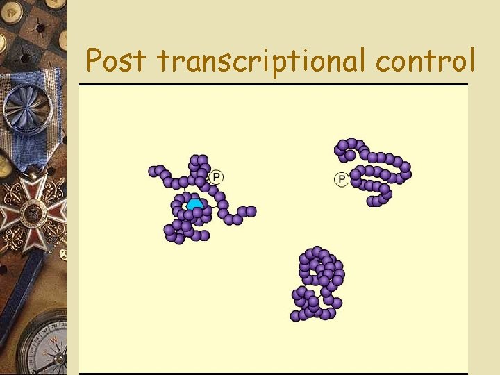 Post transcriptional control 
