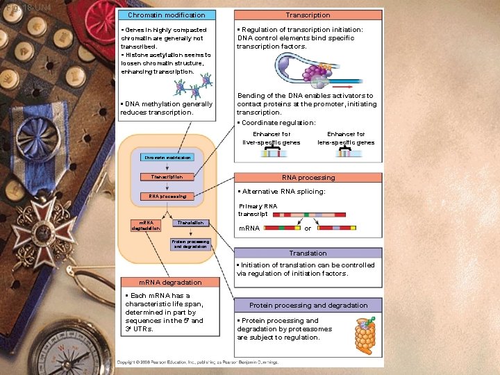 Fig. 18 -UN 4 Chromatin modification • Genes in highly compacted chromatin are generally