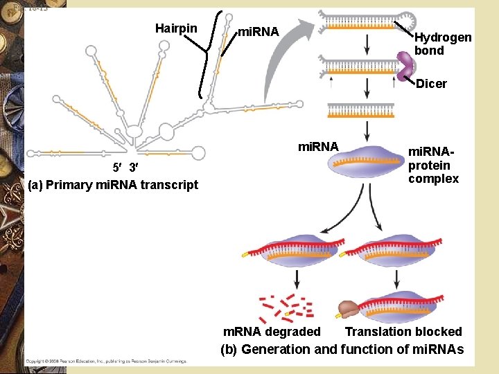 Fig. 18 -13 Hairpin mi. RNA Hydrogen bond Dicer mi. RNA 5 3 (a)