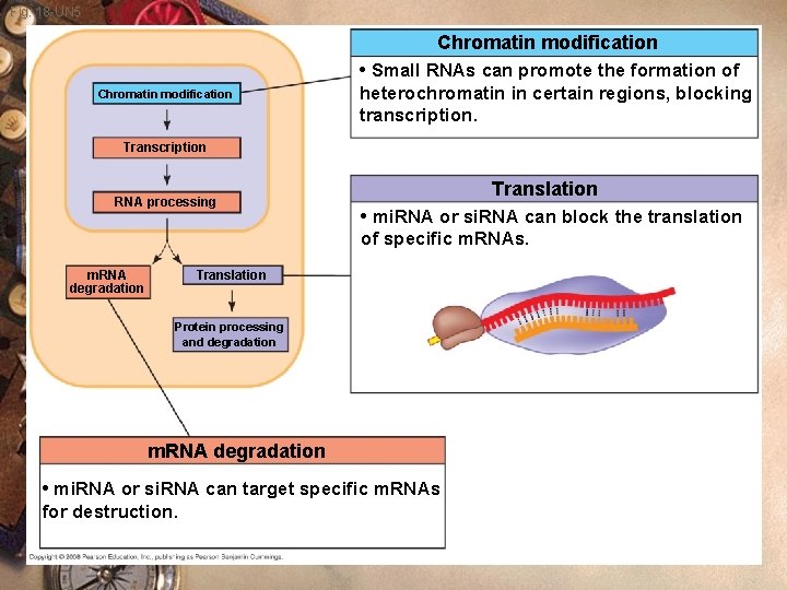 Fig. 18 -UN 5 Chromatin modification • Small RNAs can promote the formation of