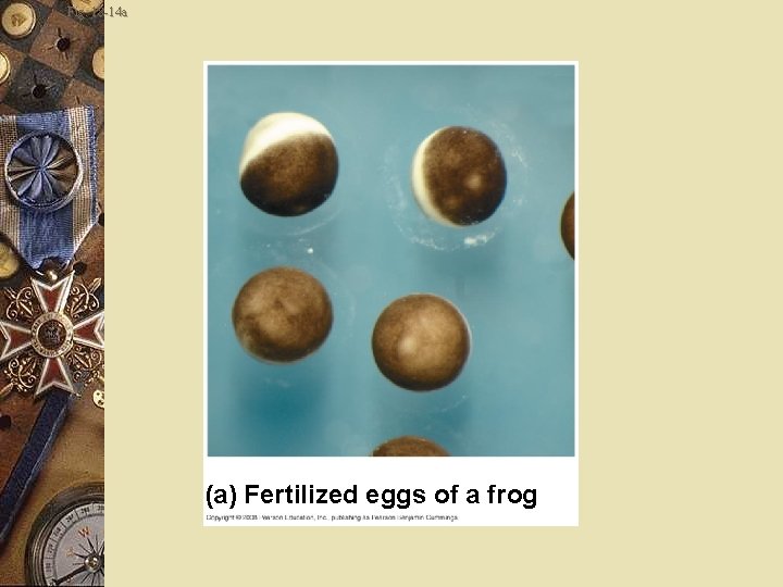 Fig. 18 -14 a (a) Fertilized eggs of a frog 
